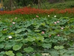 -白鹭湾湿地公园