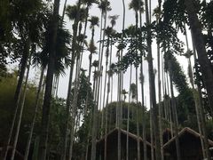 -海南槟榔谷黎苗文化旅游区