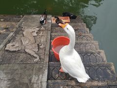 -豫园湖心亭茶楼