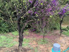 -南国桃园旅游度假区