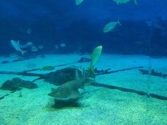 -烟台海昌鲸鲨海洋公园