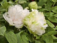 -洛阳市隋唐城遗址植物园