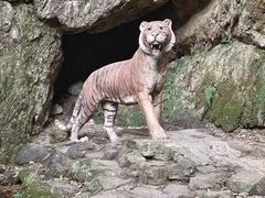 -虎跑公园