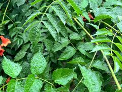 -北京西山国家森林公园