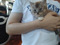 -楼上猫咖(罗湖店)