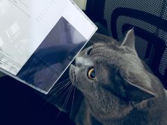 -Hi Fi Acoustic 梵香禅韵·色声香味