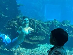-海棠湾洲际-涛·海底餐厅·美人鱼·自助餐·海底隧道