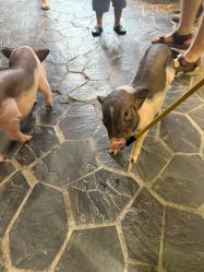 -Zoolung Zoolung动物主题公园(海信广场店)