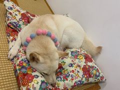 -柴迷FANS CLUB·柴犬狗咖·猫咖