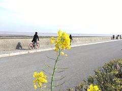 -南汇嘴观海公园