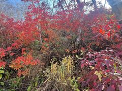 -野三坡百草畔景区