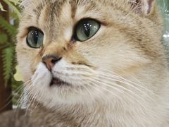-共舞时光猫咖·狗咖(新街口店)