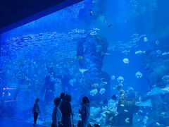 -哈尔滨波塞冬海底世界
