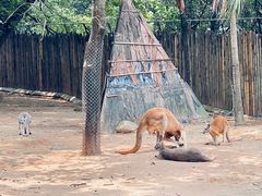 -深圳野生动物园