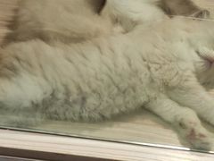 -屋虎猫馆(宝安大仟里店)