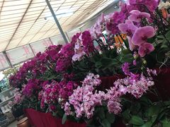 -龙大花卉苗木市场