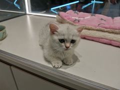 -babydoll猫舍·米努特·德文·缅因(久光中心店)