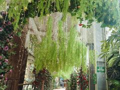 -正佳雨林生态植物园
