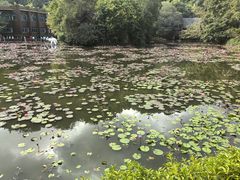 -野象谷景区