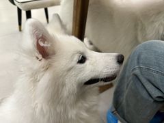 -安格丽娜·狗咖·猫咖羊驼咖(春熙路百盛商场店)