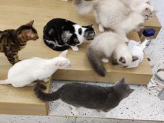 -猫域·湾主题猫咖·宠物吧(南坪城市广场店)