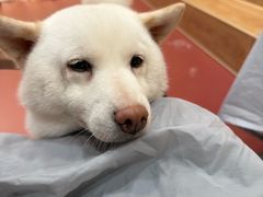 -和它·交个朋友·狗咖猫咖(爱琴海店)