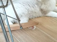 -李小姐の猫咖啡馆(五角场店)