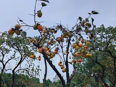 -如意山房柿子树下餐厅