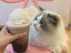 -猫咪派对(江南西店)
