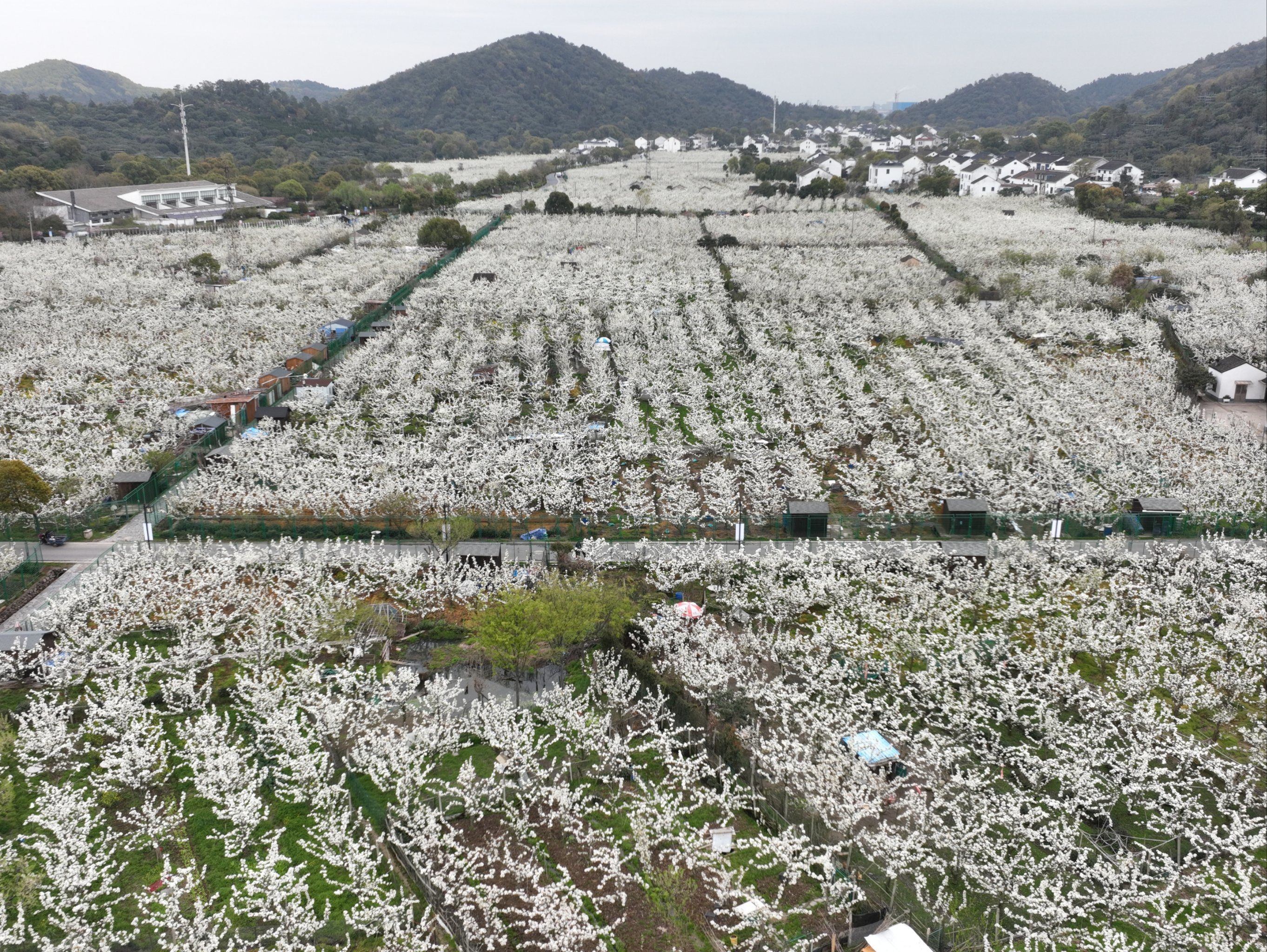 苏州树山村梨花