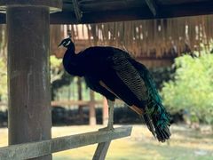 -泗洪洪泽湖湿地景区