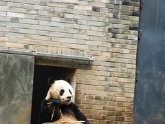-都江堰中华大熊猫苑