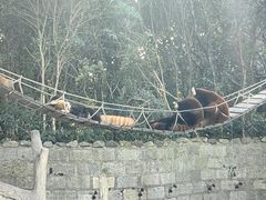 -上海野生动物园
