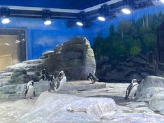 -上海海昌海洋公园