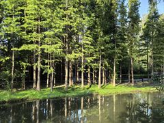 -溱湖国家湿地公园