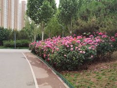 -坝河休闲公园