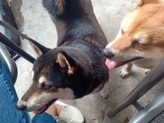 -柴犬高等学院·狗咖·柴犬售卖·宠物训练