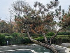 -思念果岭悦温泉