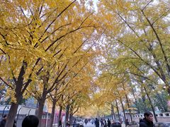 -三里屯东五街银杏大道