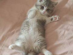 -欣宠猫屋·矮脚拿破仑·蓝金金渐层