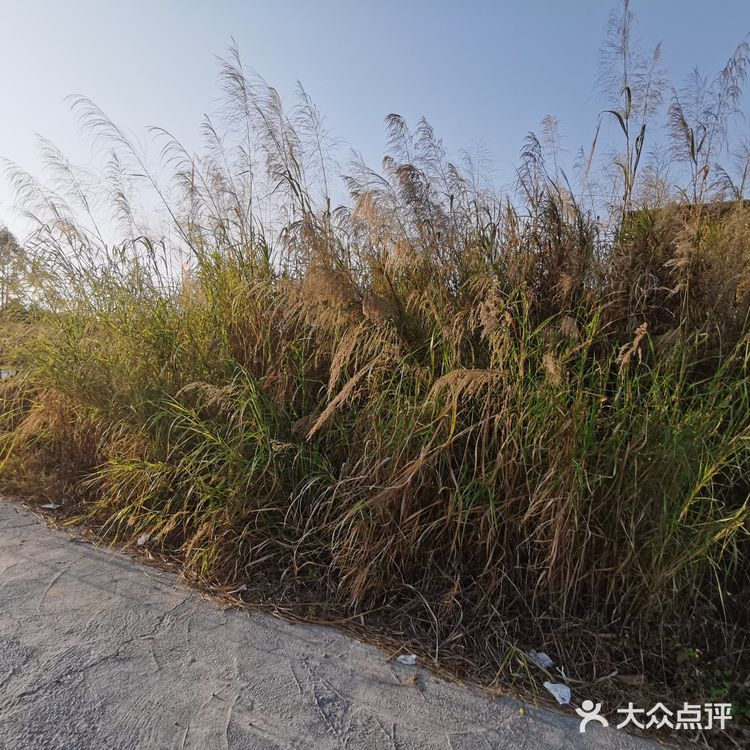 一堆草丛自拍出元气感满满的照骗