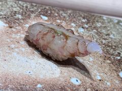 -荣一代目OMAKASE板前料理