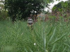 -天适樱花悠乐园