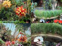 -正佳雨林生态植物园