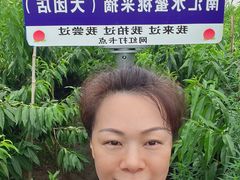 -南汇水蜜桃采摘(大团店)
