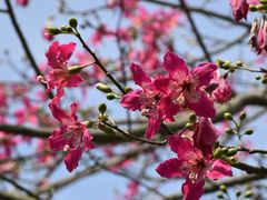 -开平碉楼文化旅游区马降龙景区