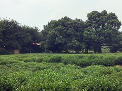 -中国茶叶博物馆(双峰馆区)