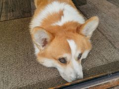 -肥朵食堂(带梦胡同店)