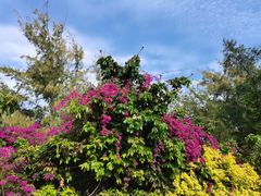 -北海金海湾红树林生态旅游区