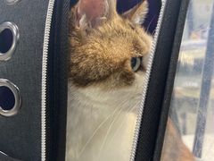 -瑞派动物医院·绝育·犬猫全科·预防医学(光景江南中店)